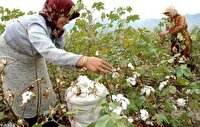 برداشت پنبه از پنبه زارهای کاشان