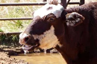 شناسایی 18 کانون آلوده تب برفکی در استان