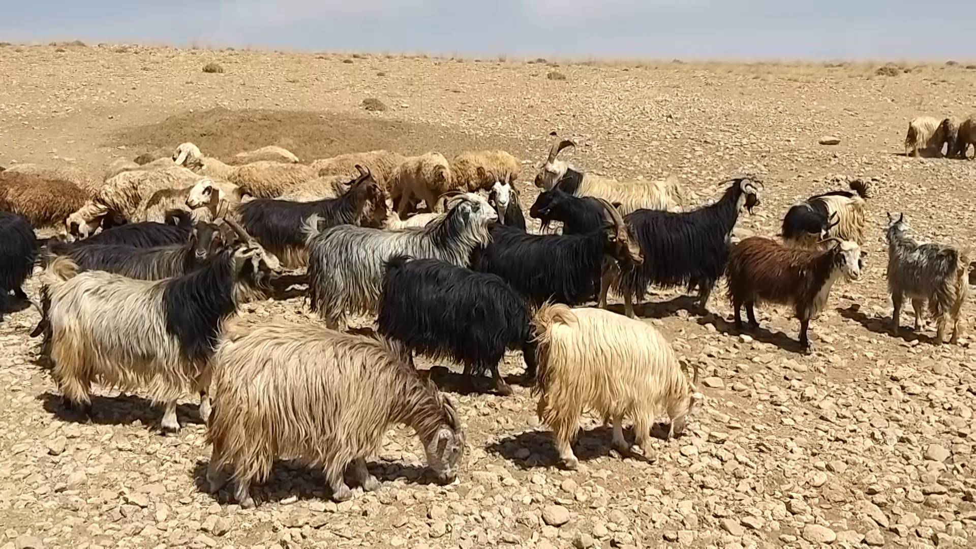 پیام سپاهان