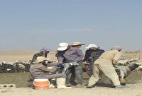 واکسیناسیون ۲۳۹ هزار و صد راس دام عشایری و روستایی سمیرم