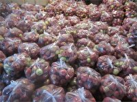 توزیع چهار تن سیب درختی بین نیازمندان