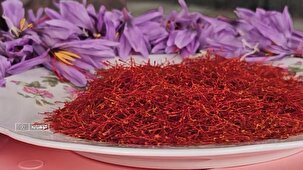 زعفران، نماد خلاقیت کشاورزان کوهپایه در روز‌های کم‌آبی