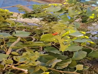 فیلم| در اتفاقی نادر درخت شاتوت در آبان‌ماه میوه داد!