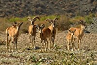 افزایش ۱۵ درصدی جمعیت گونه‌های حیات وحش در منطقه خارو