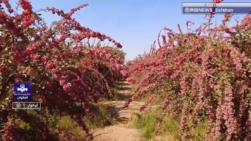 پیام سپاهان