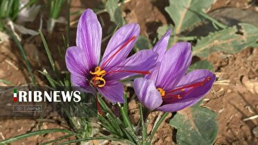 اشتغالزایی برای ۸۰۰ خوانساری با طلای سرخ