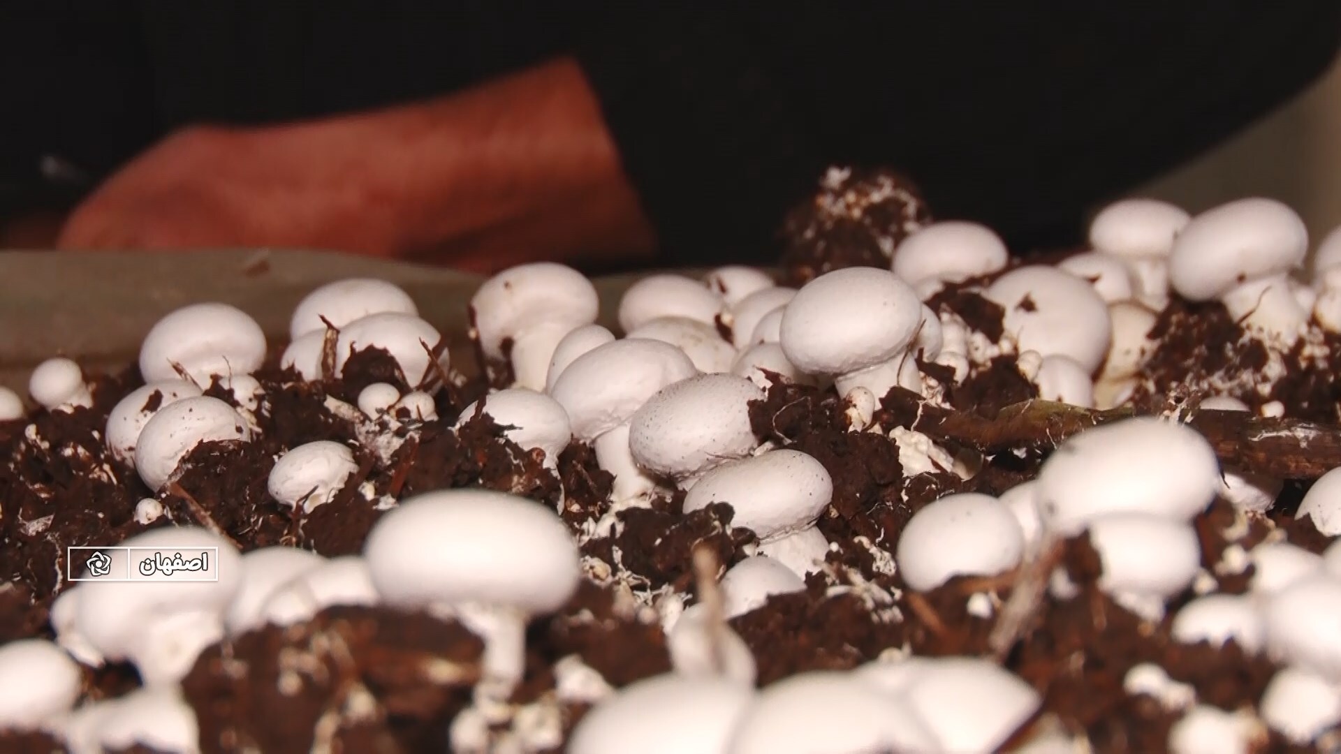 پیام سپاهان