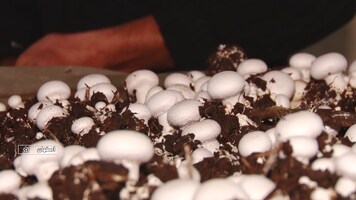 پیام سپاهان