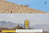 سرشماری پاییزه منطقه حفاظت شده کرکس