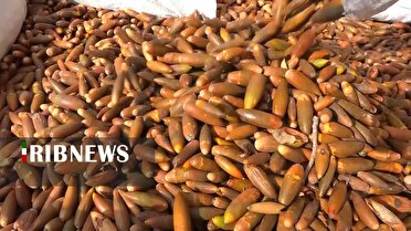 سمیرم ذخیره گاه جنگلی بلوط در جنوب استان اصفهان