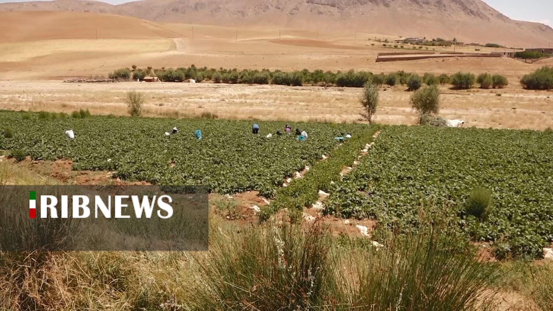 پیام سپاهان