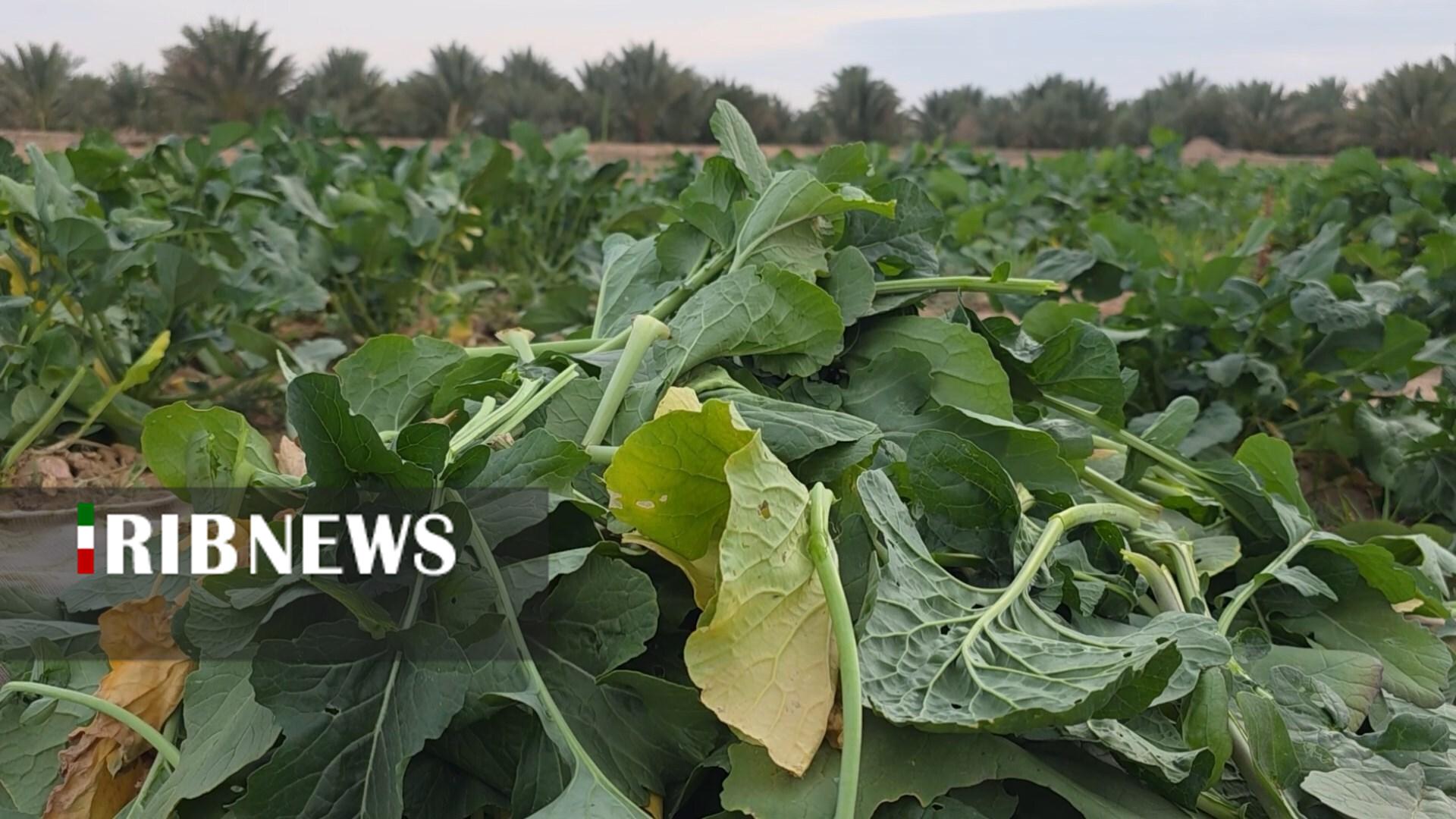 پیام سپاهان