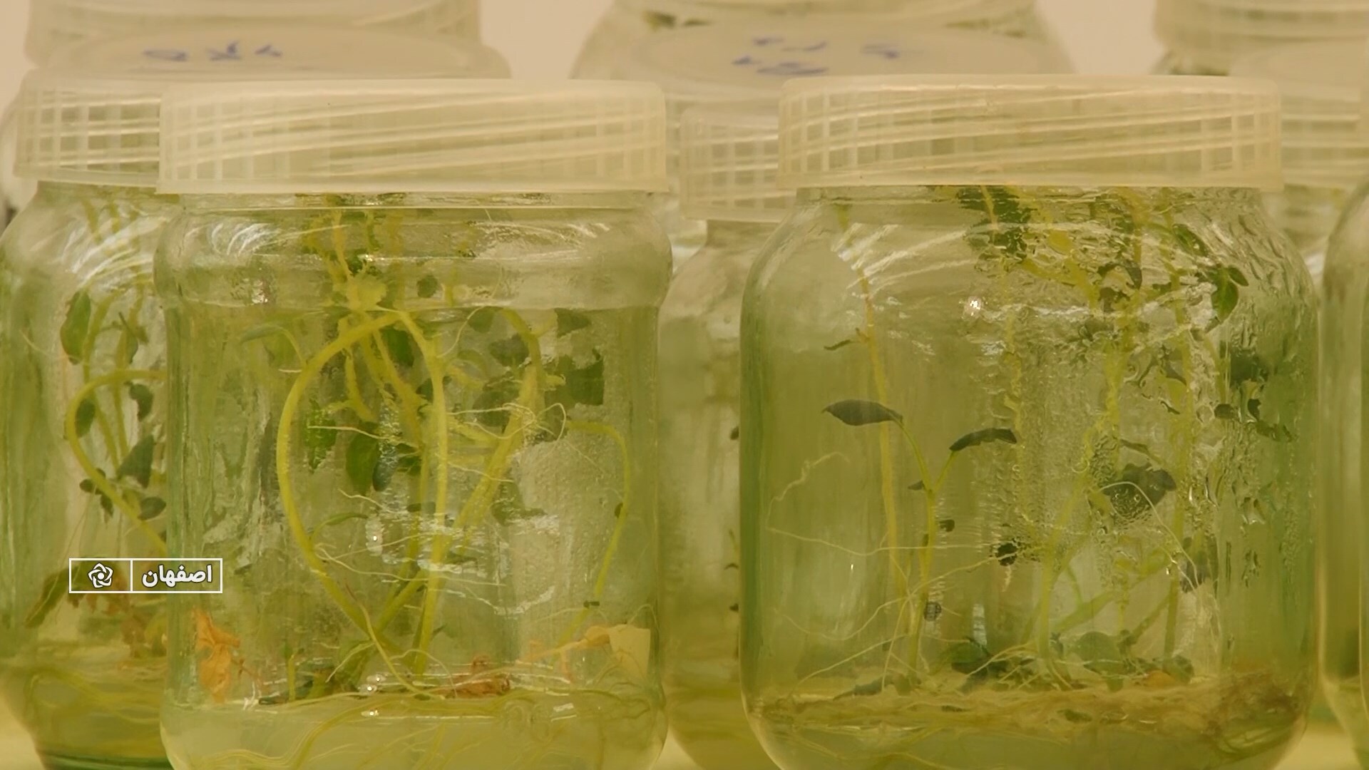 پیام سپاهان