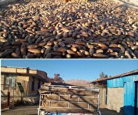 توقیف وانت حامل میوه بلوط در سمیرم