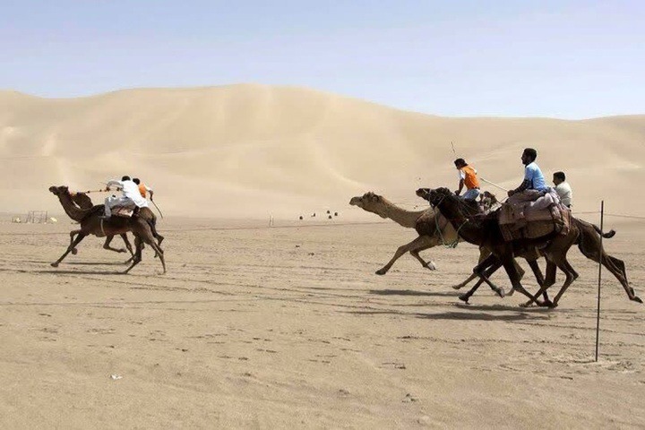 برگزاری جشنواره ملی شترسواری؛ به زودی