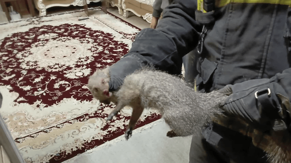 پیام سپاهان