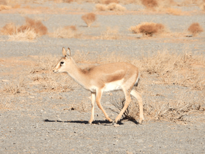 پیام سپاهان