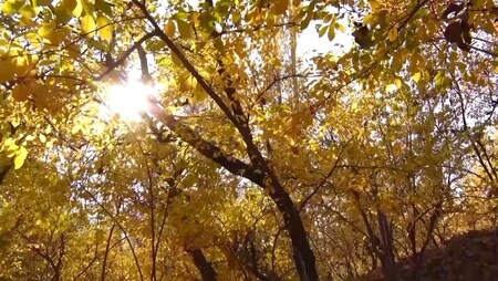 پیام سپاهان