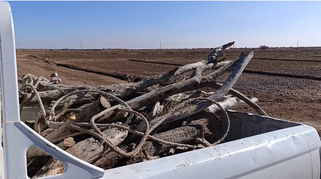 کشف چوب تاغ از قاچاقچیان در جنگل‌های دست کاشت برخوار