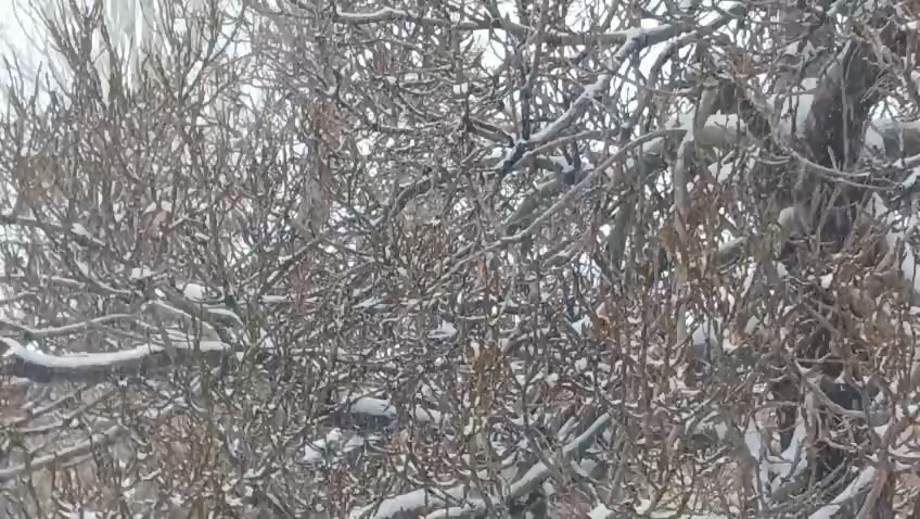 فریدونشهر برفی شد