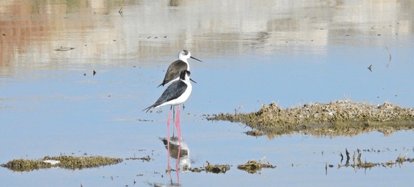 ممنوعیت شکار پرندگان در پی شیوع آنفلوانزا در اصفهان