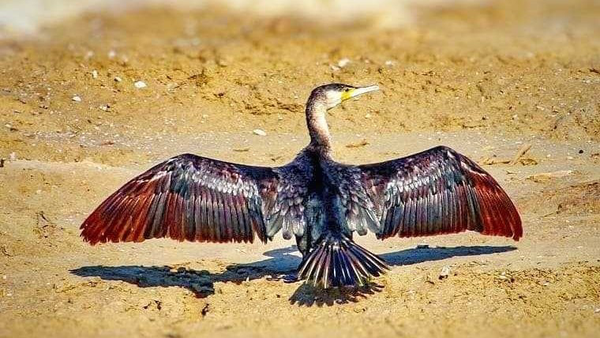 پیام سپاهان