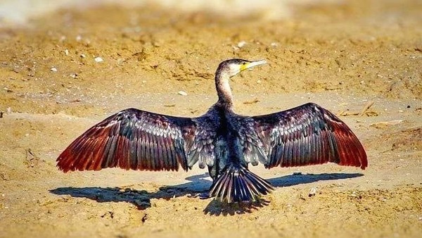 مشاهده پرنده‌ای نادر در زیستگاه‌های آبی شهرضا