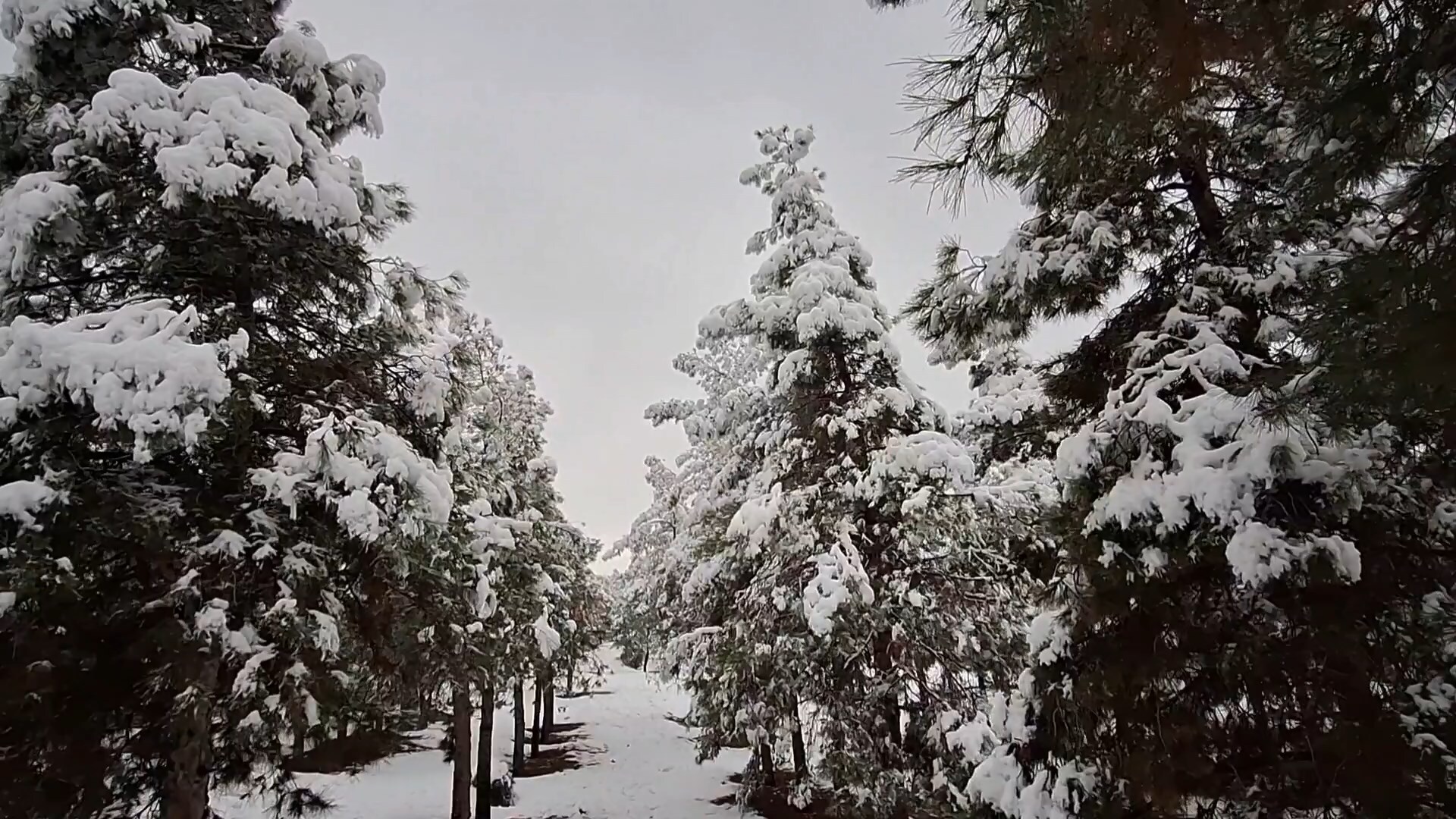 پیام سپاهان