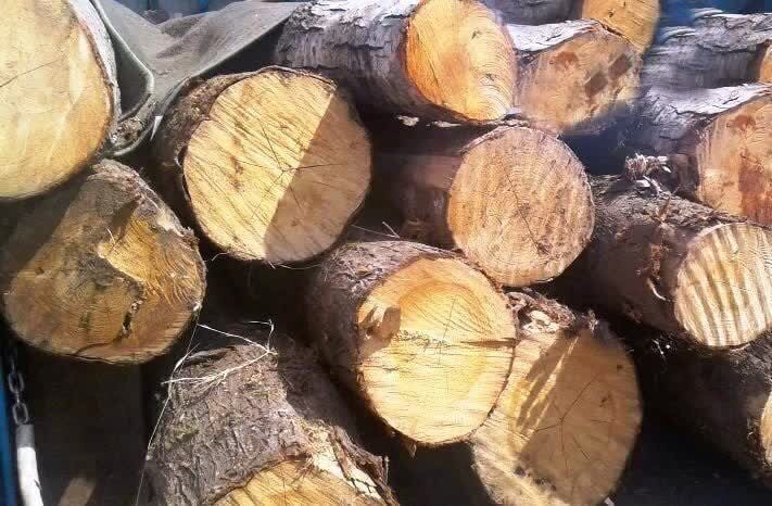 کشف ۲ تُن چوب تاغ چنگلی در برخوار