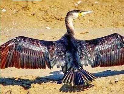 ثبت تصویر پرنده باکلان در شهرضا