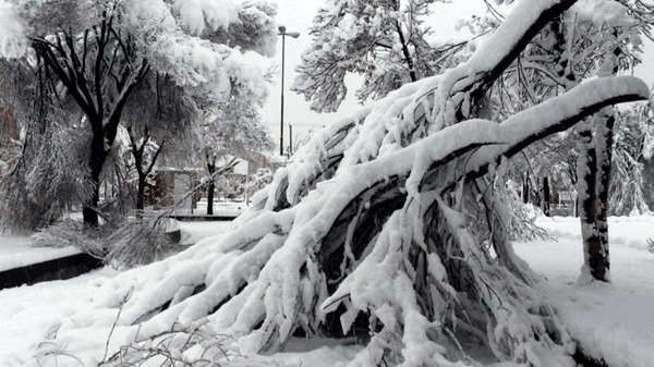 برف ۲۰۰ اصله درخت را شکست