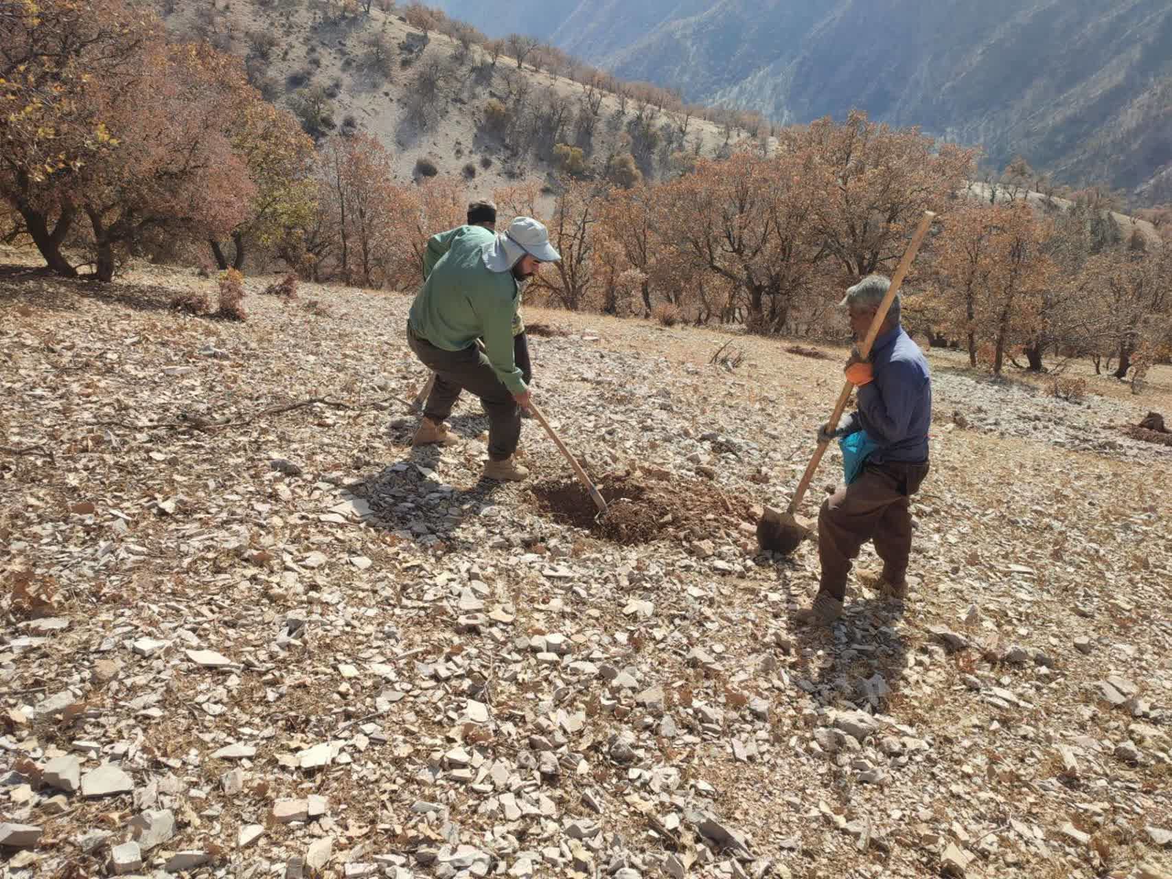 عملیات غنی سازی با بذر بلوط در روستای کلوسه فریدونشهر