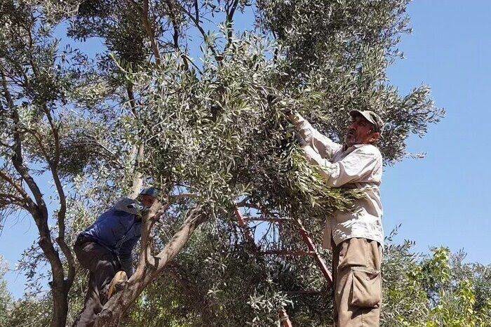 برداشت زیتون از باغ‌های شهرستان کاشان