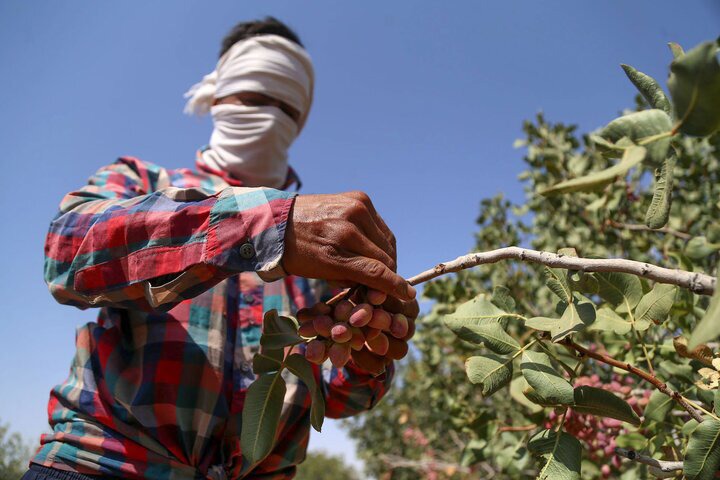 دستگیری سارقان باغ ها با هوشمندی پلیس