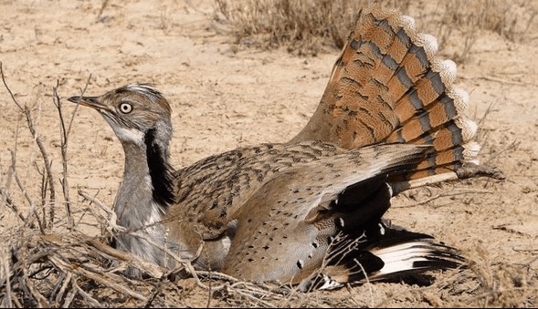 یک قطعه هوبره کمیاب از تصادف نجات پیدا کرد