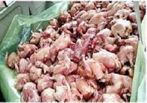 کشف بیش از ۲۰۰ کیلوگرم مرغ فاسد در کاشان