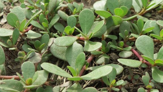 خرفه؛ گیاهی خودرو با اثر کاهندگی فشار خون