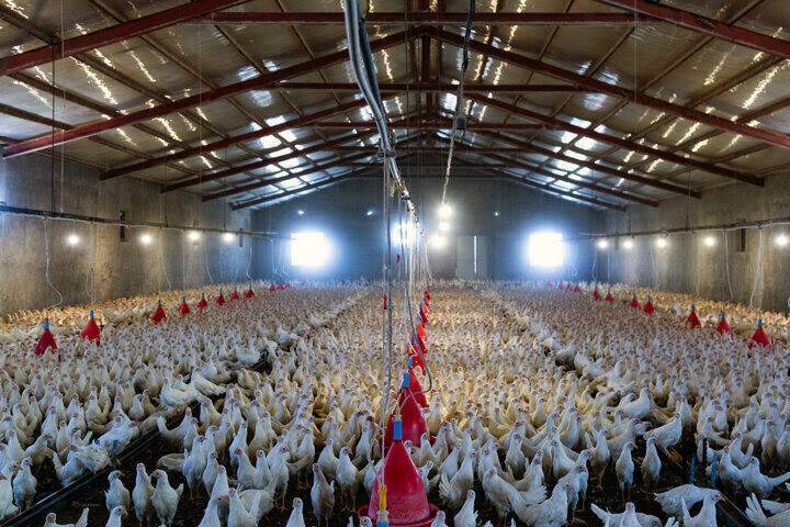 اجرای طرح کیف پول اعتباری متمرکز برای تولیدکنندگان دام و طیور