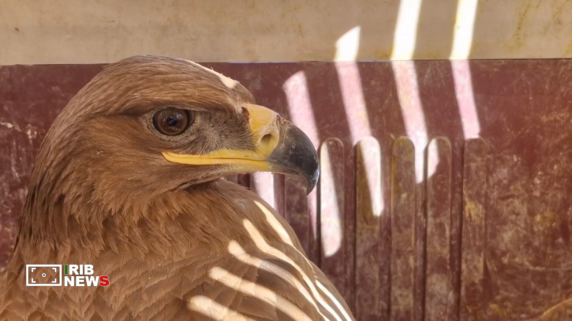 پیام سپاهان