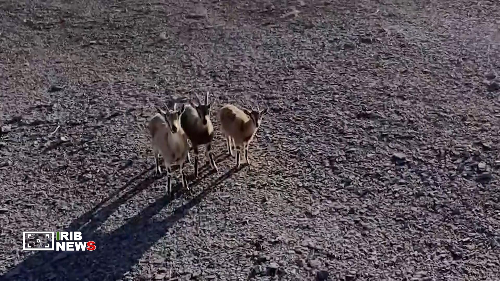 پیام سپاهان