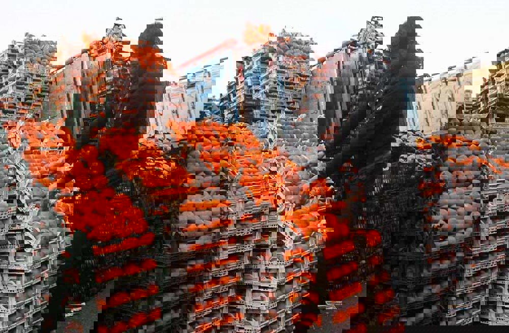 ۲۶ تن نارنگی قاچاق در نایین کشف شد