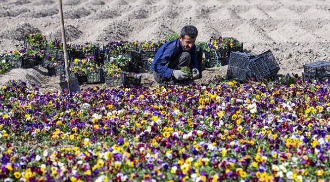 اصفهان با ۷ میلیون گل به استقبال بهار می‌رود