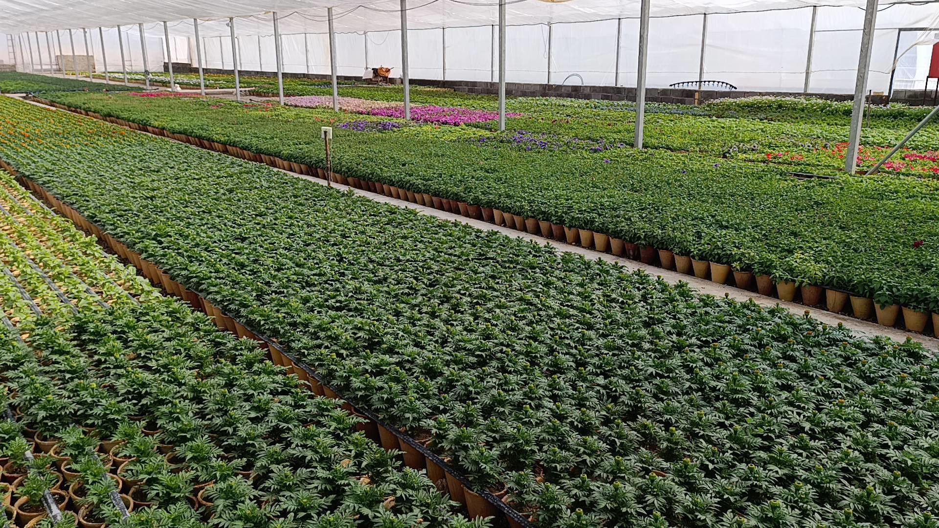 افتتاح مرحله دوم گلخانه در دولت آباد شهرستان برخوار