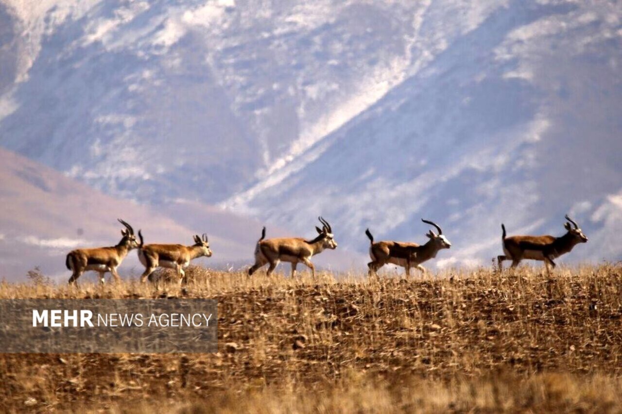 پاسخ رئیس سازمان محیط‌زیست به زمزمه‌های واگذاری اراضی پارک ملی موته