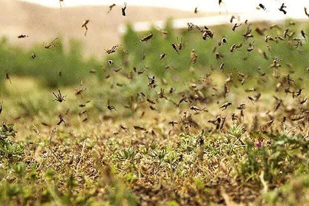 طغیان ملخ کوهاندار درتاغ‌زارهای شمال اصفهان؛۷۵۰هکتارکانون بحرانی داریم