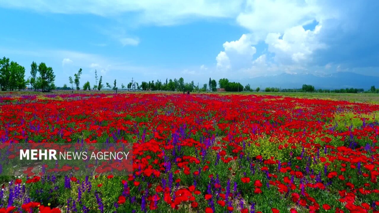 دشت شقایق روستای ون کاشان