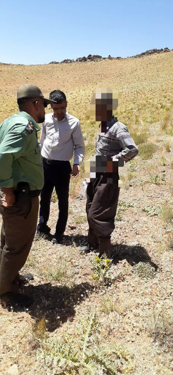 جلوگیری از برداشت غیرمجاز کتیرا در مراتع کنه قره