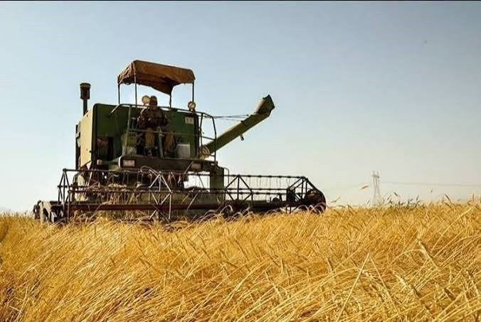 خرید تضمینی حدود ۳۰ هزار تن گندم از کشاورزان استان اصفهان