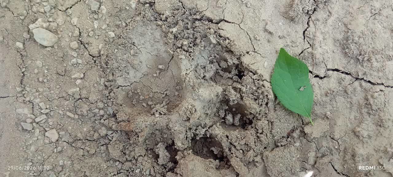 ثبت ردپای یک گونه گوشت خوار وحشی در شهرضا