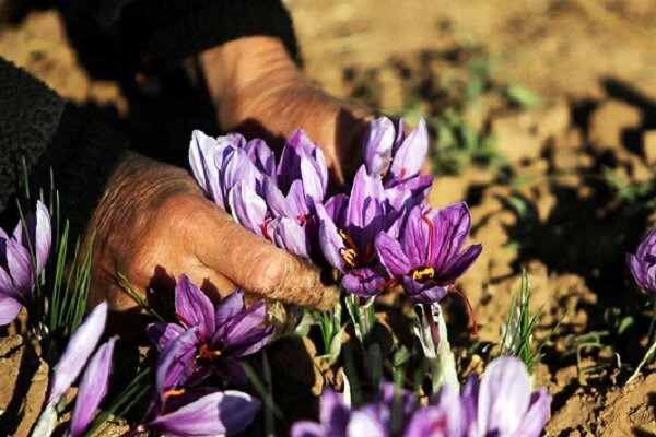آغاز نخستین طرح تولید پیاز زعفران گواهی‌شده کشور در گلپایگان